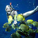 Maui Tours & Activities
