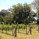 Explore Australia's Local Wineries