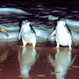 Penguins on Phililip Island