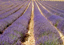 France Suggested Itineraries - Provence