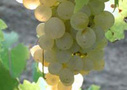Chianti Region with Wine Tasting Afternoon Tuscany Tour