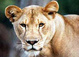 Tampa tours, attractions & activities