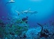 Tours and activities in Tahiti