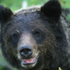 Discover Grizzly Bears