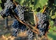 Burgundy tours, attractions and activities