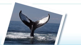 Whale Watching in Oahu, Hawaii