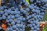 full day small group medoc wine tour from bordeaux in bordeaux 48959 World Tours 2