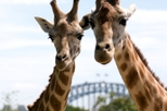 Sydney Taronga Zoo General Entry Ticket