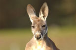 Sydney Taronga Zoo's Wild Australia Experience
