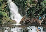 O'Reilly's Rainforest Tour from Brisbane