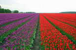 amsterdam day trip from brussels in brussels 18502 World Tours 29