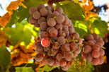 Napa Valley Wine Country Day Trip and Alcatraz Tour