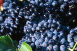 2-Day Hunter Valley Wine Tasting Tour with Overnight at Hunters Resort