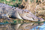 3 day kakadu national park and katherine gorge tour from darwin in darwin 39900 World Tours 34