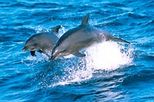 Southern Coast and Highlands Day Tour including Jervis Bay Dolphin Cruise, Sydney, Dolphin & Whale Watching&nbsp;...&nbsp;