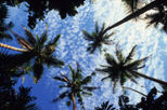 Sigatoka Half Day Shopping Tour from Nadi