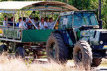 Whitsunday Crocodile Safari including Lunch
