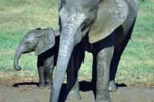 Addo Elephant Park Game Safari