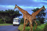 aquila day trip safari