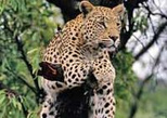 Kruger National Park Open Vehicle Full Day Safari