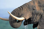 Pilanesberg Nature Reserve Safari and Sun City Day Trip - Local City Tour