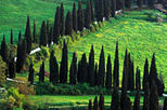 Assisi and Orvieto Full Day Tour