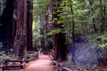 Muir Woods and Wine Country Tour