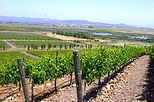 San Francisco Wine Lovers Minivan Tour