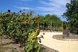 Wine Tasting Tour to the Etyek Region