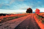 Chianti Region Wine-Tasting and Dinner Half-Day Trip from Florence