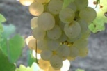 Chianti Region with Wine Tasting Afternoon Tuscany Tour from Florence