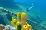 Happy Hour Snorkel Sail in Aruba