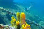 Happy Hour Snorkel Sail in Aruba