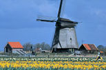 Half Day Tour to Alkmaar Cheese Market and Schermerhorn Windmills