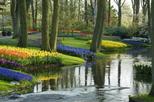 Keukenhof Gardens and Tulip Fields Tour from Amsterdam
