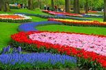 Tulip Flowerfields and Keukenhof Garden Tour from Amsterdam