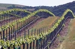 A Passion For Wine - Private Wine Tour to Azeitao