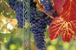 Private Portuguese Wine Tour in Evora - UNESCO World Heritage Site