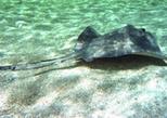 Island Safari and Stingray City
