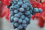 Deluxe California Wine Country Tour