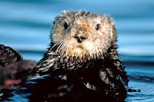 Monterey, Carmel and The 17-Mile Drive