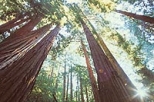 Muir Woods, Giant Redwoods and Sausalito