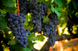 California Wine Country Tour