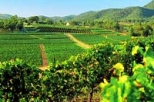 Historic Hunter Valley Vintage Luxury Small Group Tour