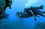 Dedicated Dives for Certified Divers from Puerto Vallarta