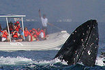 Whale Photo Safari on Banderas Bay