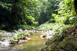 Ecotour: The Tropical Rainforest