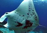 Hawaii Two Tank Dive