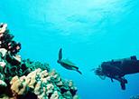 Kohala Coast Resort Dive Course