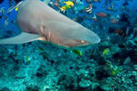 Bora Bora Shark and Ray Feeding Excursion